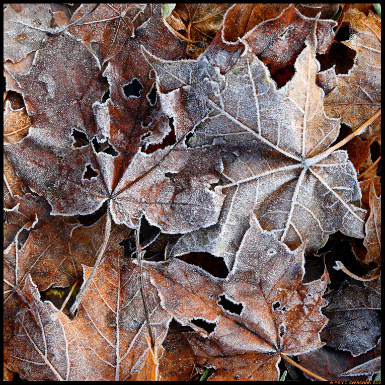 sügis, autumn, fall, puulehed, härmatis, frost, frozen, öökülm, suhkur, sugar, jahe, freezing, freeze, leaf