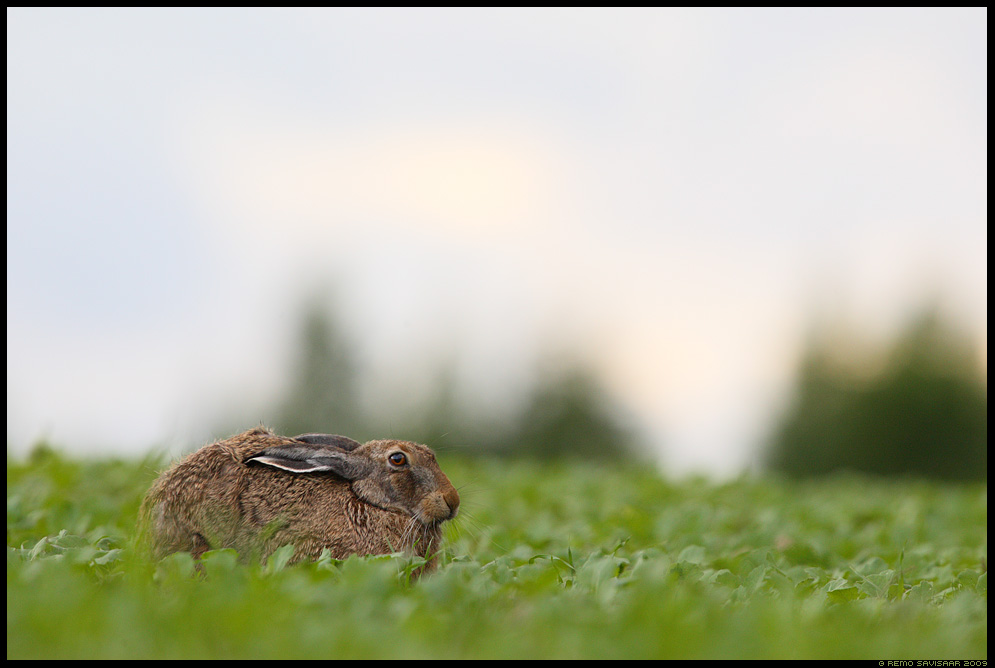 Halljänes, Brown Hare, Lepus europaeus Remo Savisaar Eesti loodus  Estonian Estonia Baltic nature wildlife photography photo blog loodusfotod loodusfoto looduspilt looduspildid 