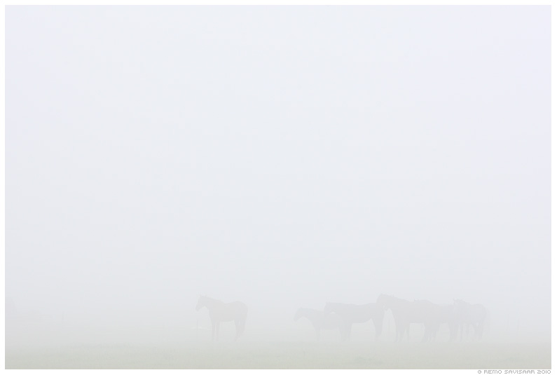 Paks udu, Thick fog, sügis, autumn, fall, loomad, hobune, hobused, horse, horses in thick fog