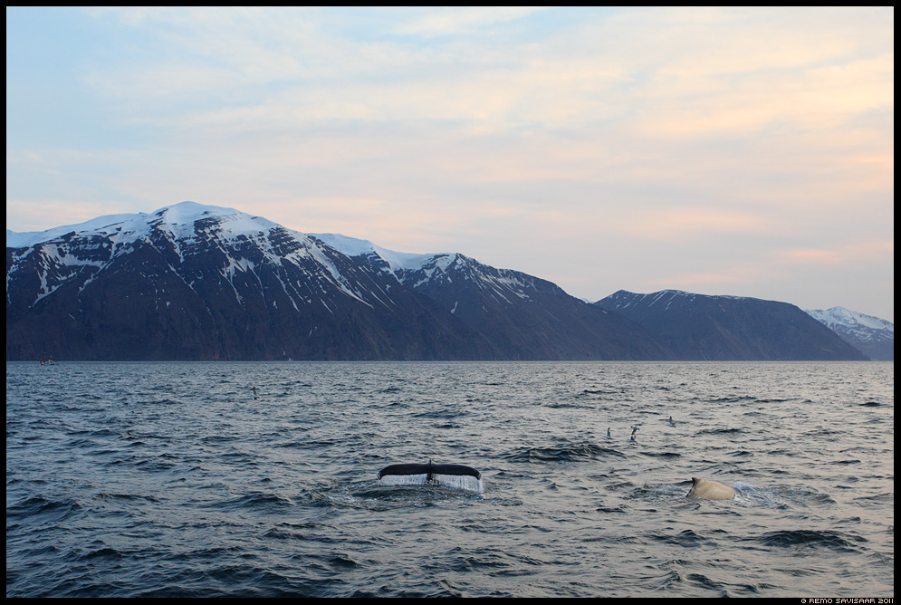 Island, Iceland, Küürvaal, Humpback Whale, Megaptera novaeangliae, Husavik, Skjálfandi bay