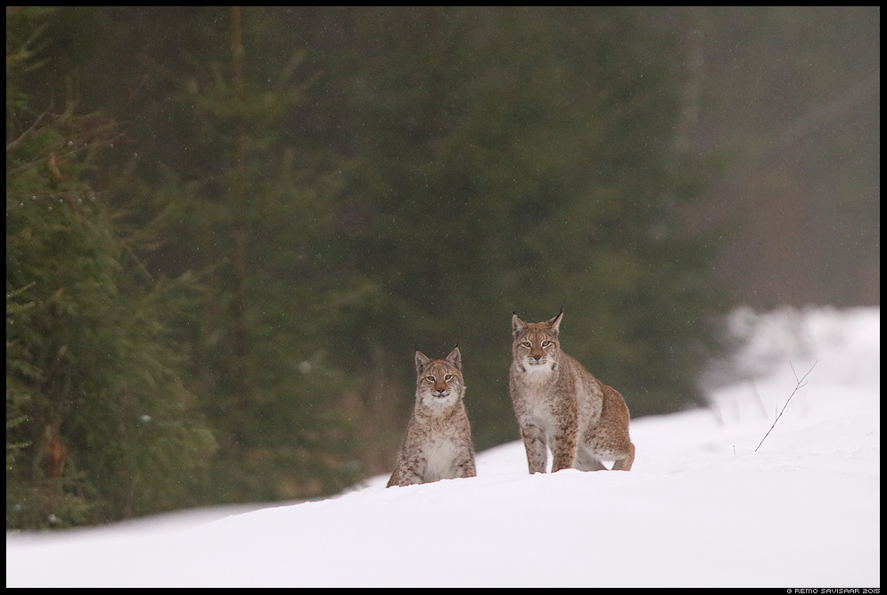 Metskass, Wild Cat of the Forest Felis lynx, Ilves, Lynx Remo Savisaar nature wildlife photography photo blog loodusfotod loodusfoto looduspilt looduspildid 