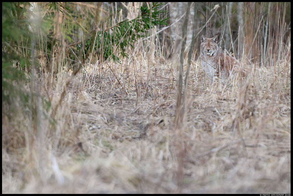 Felis lynx, Ilves, Lynx kuluhein kevad spring grass Remo Savisaar nature wildlife photography photo blog loodusfotod loodusfoto looduspilt looduspildid 