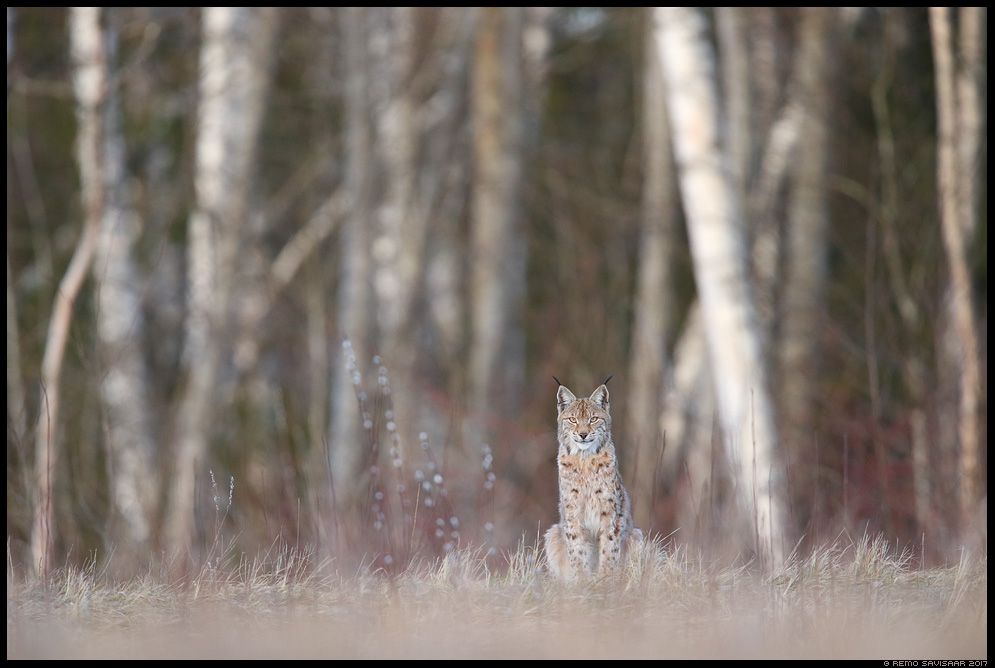 Felis lynx, Ilves, Lynx eurasian lynx european lynx Remo Savisaar nature wildlife photography photo blog loodusfotod loodusfoto looduspilt looduspildid 