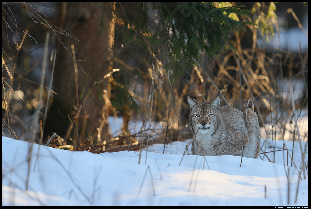 Felis lynx, Ilves, Lynx, European lynx, eurasian lynx Remo Savisaar nature wildlife photography photo blog loodusfotod loodusfoto looduspilt looduspildid 