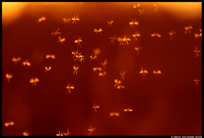 sääsk sääsed mosquitoes  Remo Savisaar Eesti loodus Estonian Estonia Baltic nature wildlife photography photo blog loodusfotod loodusfoto looduspilt looduspildid landscape nature wild wildlife nordic 