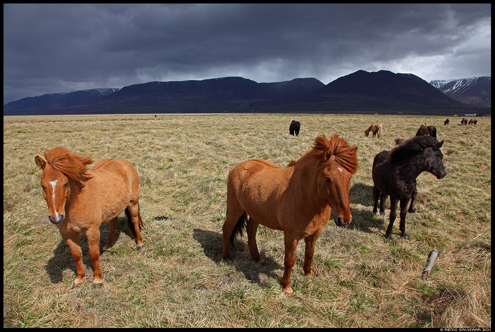 Islandi hobused, Icelandic horses, hobune, horse, Island, Iceland, Equus ferus caballus