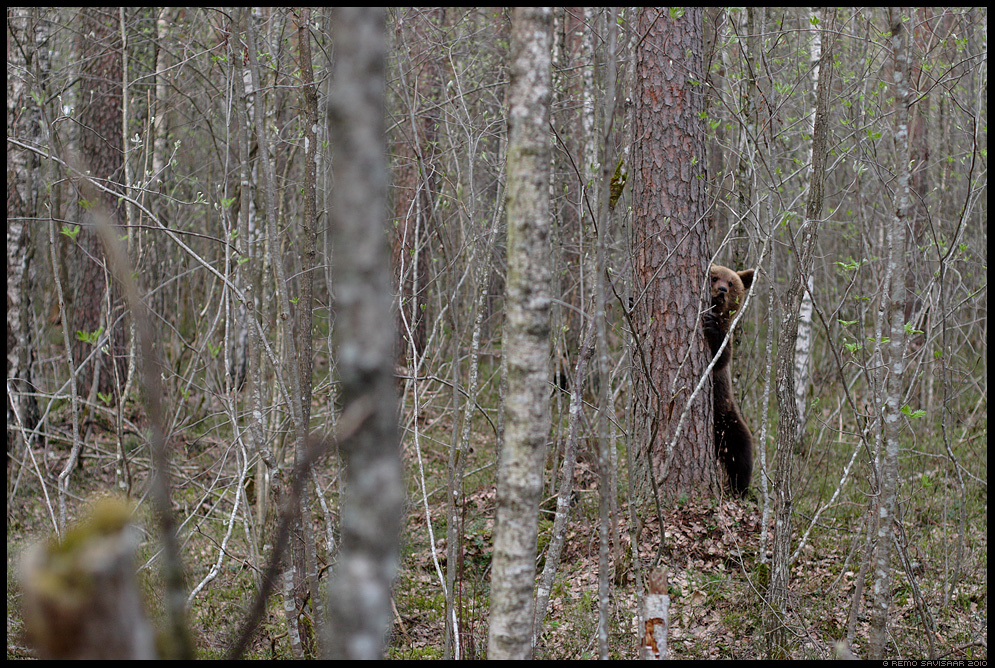 pruunkaru brown bear ursus arctos Remo Savisaar Eesti loodus  Estonian Estonia Baltic nature wildlife photography photo blog loodusfotod loodusfoto looduspilt looduspildid 