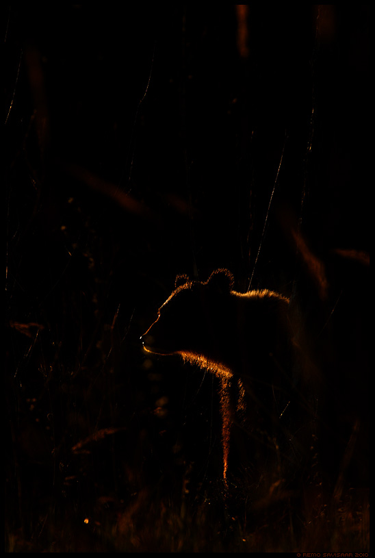 Pruunkaru, Brown Bear, Ursus arctos  Remo Savisaar Eesti loodus  Estonian Estonia Baltic nature wildlife photography photo blog loodusfotod loodusfoto looduspilt looduspildid 