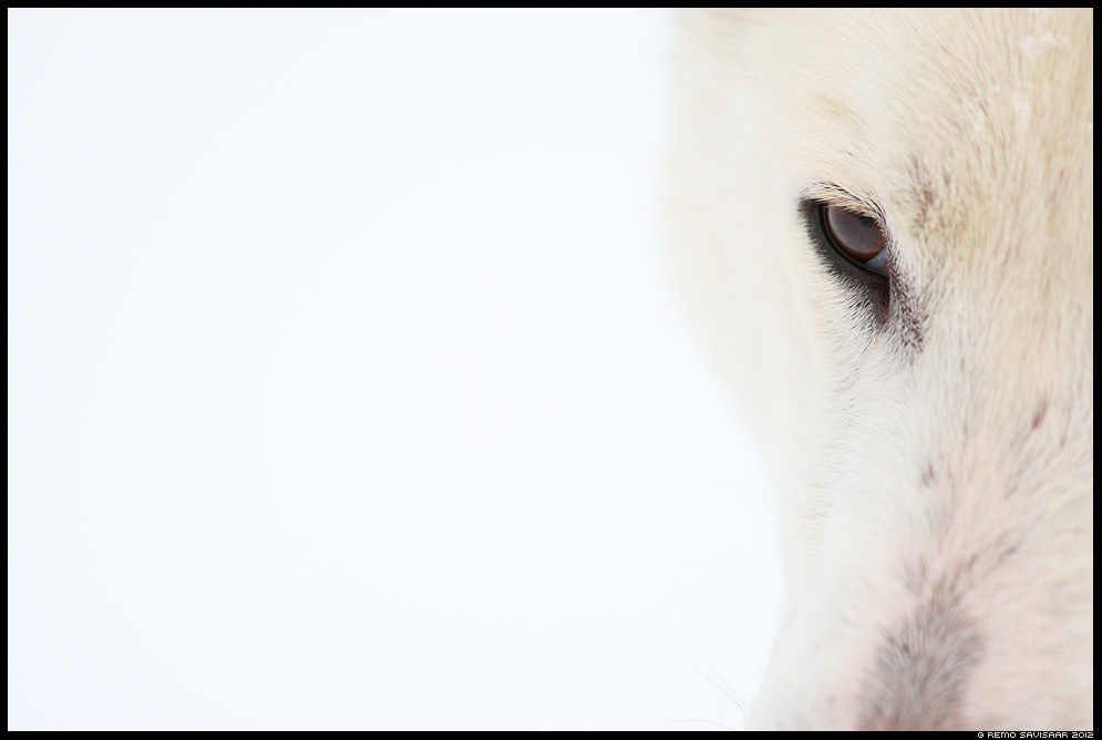 Lääne-siberi laika, Pehme, Soft, koer, dog, white, valge 