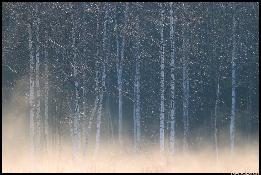 kask kased härmatis udu mist misty foggy Remo Savisaar Eesti loodus  Estonian Estonia Baltic nature wildlife photography photo blog loodusfotod loodusfoto looduspilt looduspildid 
