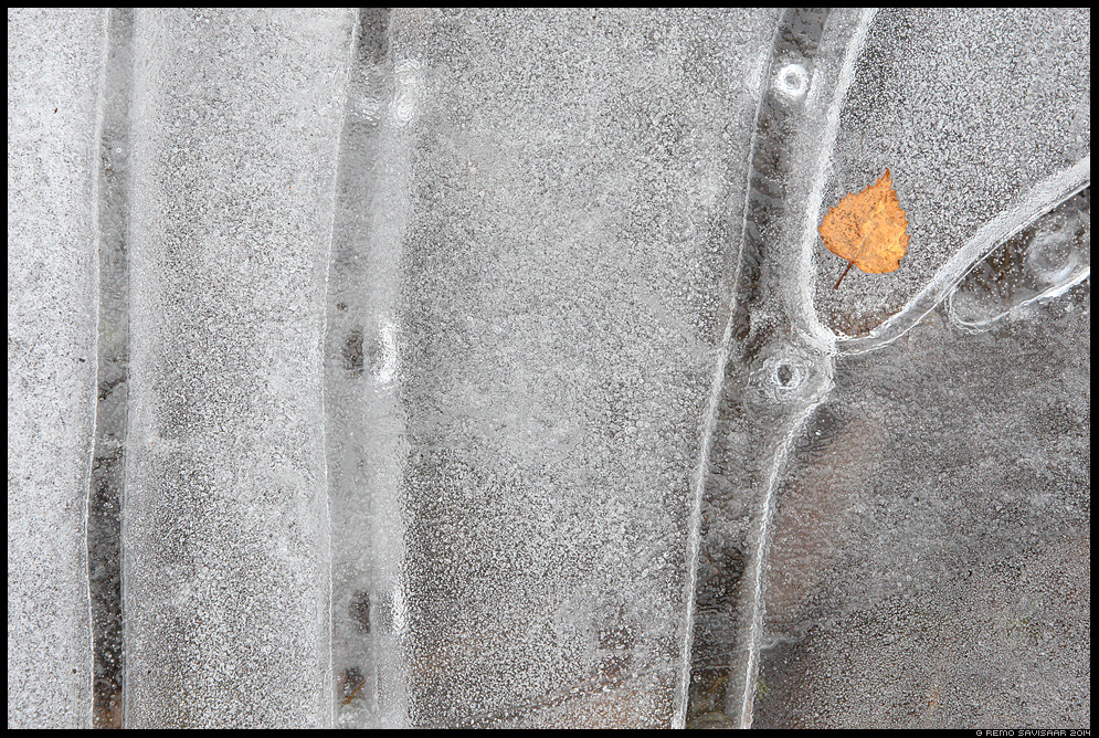 Viimane leht, Last leaf jää ice külm puud puu Remo Savisaar Eesti loodus Estonian Estonia Baltic nature wildlife photography photo blog loodusfotod loodusfoto looduspilt looduspildid