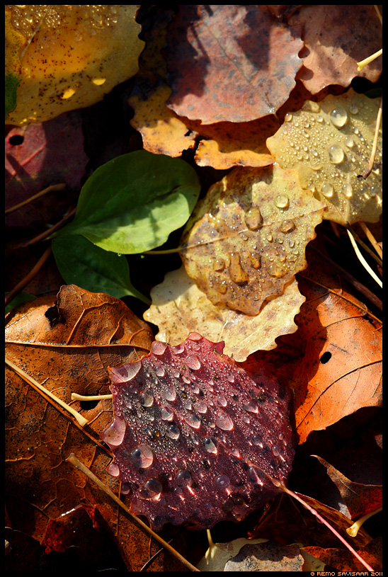 sügis, autumn, fall, puulehed, leaf, pärlid, pearls, märjad, wet, langenud lehed, rõõmsad