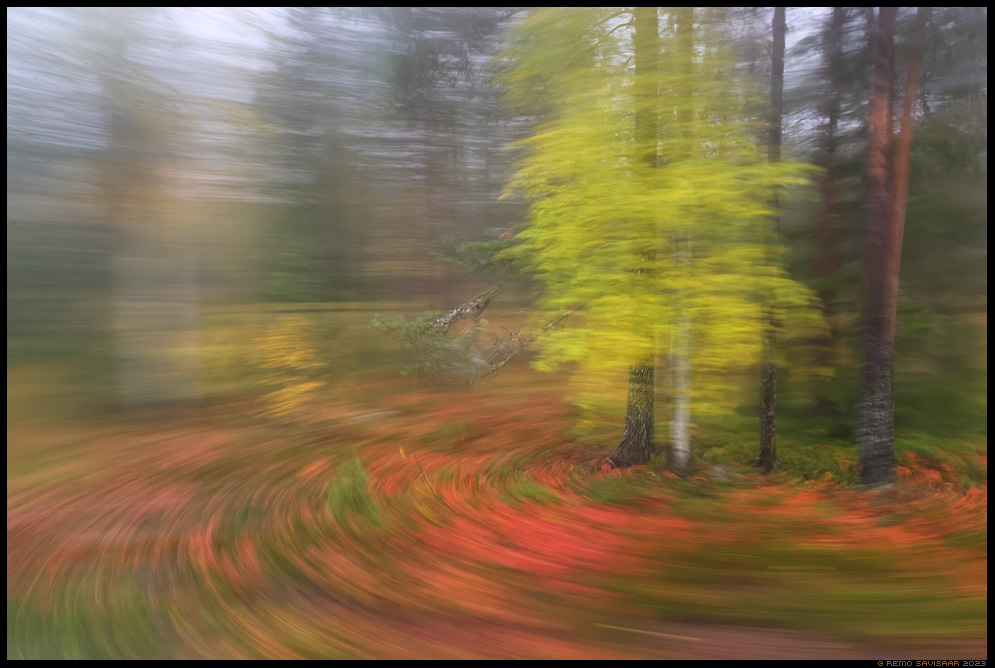 Peadpööritavad sügisvärvid, Dizzying Autumn Colours watercolor impressionism abstract impressionism Lapimaa, Lapland soome finland icm Remo Savisaar nature wildlife photography photo blog loodusfotod loodusfoto looduspilt looduspildid 