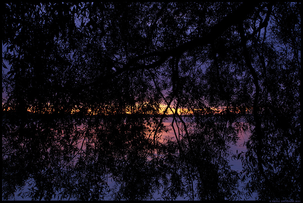Kaunis pajukardin, Beautiful Willow Curtain, järv, lake, päikeseloojang, sunset, puu, oksad, lehed, pajupuu, willow tree