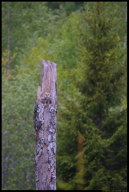 Händkakk, Ural Owl, Strix uralensis Remo Savisaar Eesti loodus Estonian Estonia Baltic nature wildlife photography photo blog loodusfotod loodusfoto looduspilt looduspildid