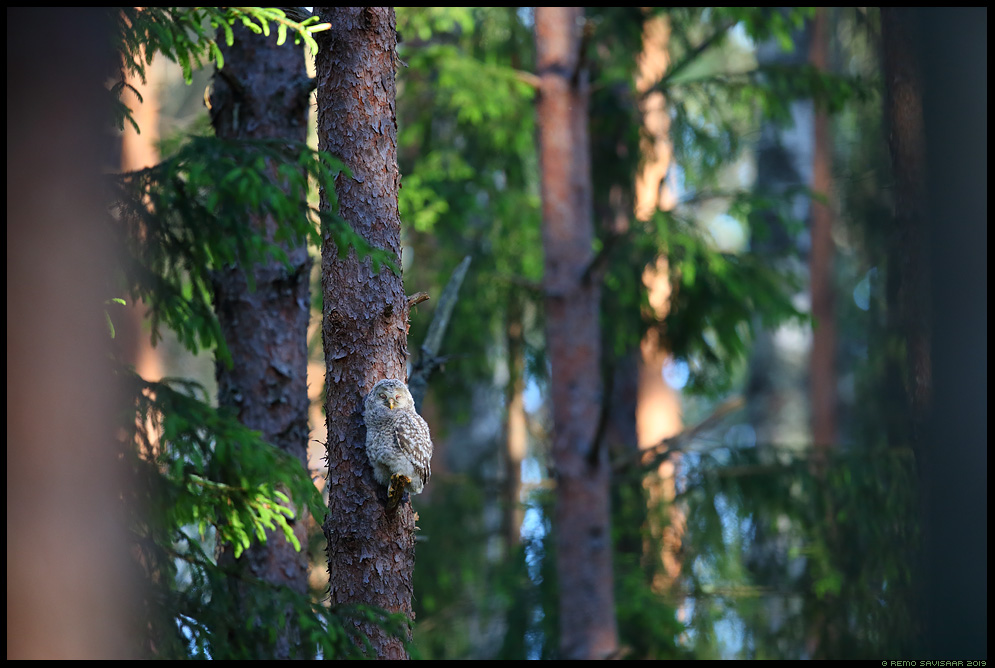 Händkakk, Ural Owl, Strix uralensis Remo Savisaar Eesti loodus Estonian Estonia Baltic nature wildlife photography photo blog loodusfotod loodusfoto looduspilt looduspildid