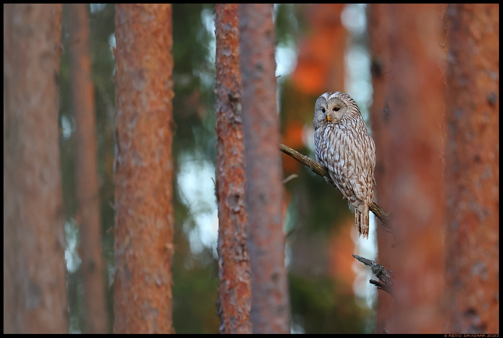 Händkakk, Ural Owl, Strix uralensis Remo Savisaar Eesti loodus  Estonian Estonia Baltic nature wildlife photography photo blog loodusfotod loodusfoto looduspilt looduspildid 