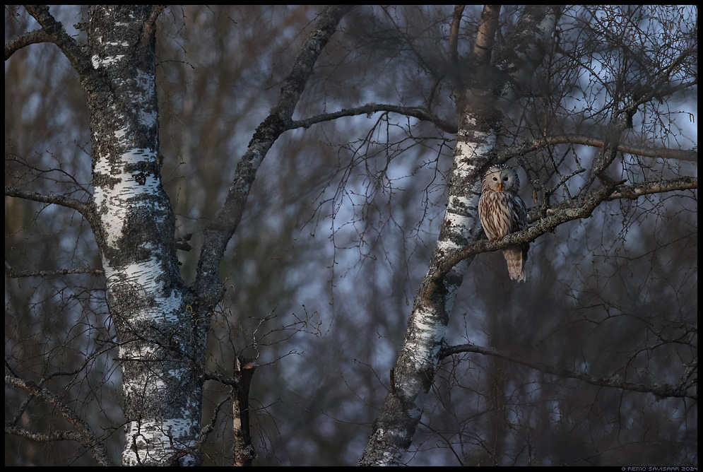 Händkakk, Ural Owl, Strix uralensis Remo Savisaar Eesti loodus  Estonian Estonia Baltic nature wildlife photography photo blog loodusfotod loodusfoto looduspilt looduspildid 