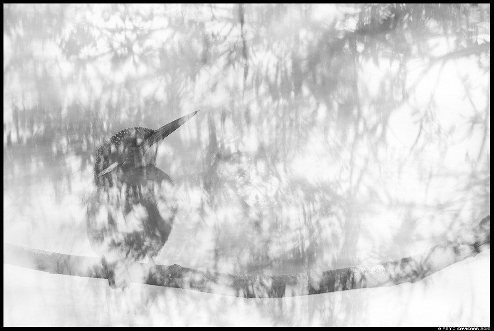 Jäälind, Kingfisher, Alcedo atthis mustvalge bw Remo Savisaar Eesti loodus  Estonian Estonia Baltic nature wildlife photography photo blog loodusfotod loodusfoto looduspilt looduspildid 