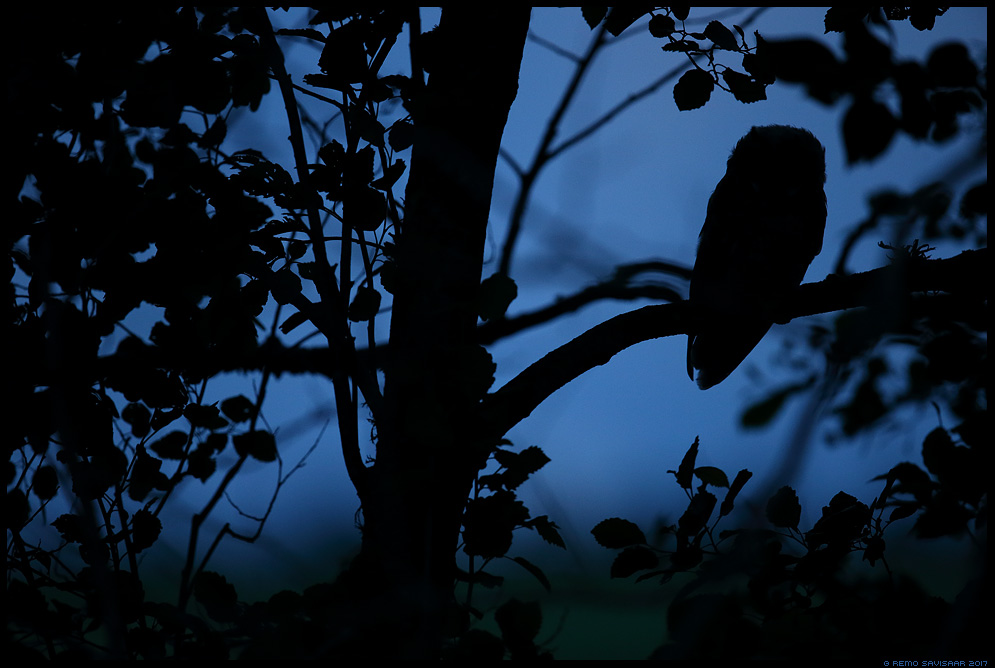 Kõrvukräts, Long-eared Owl, Asio otus Remo Savisaar Eesti loodus  Estonian Estonia Baltic nature wildlife photography photo blog loodusfotod loodusfoto looduspilt looduspildid 