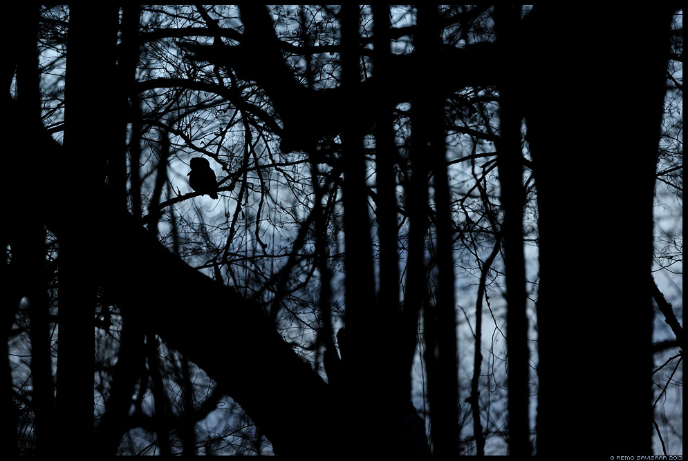 Kodukakk, Tawny Owl, Strix aluco Remo Savisaar Eesti loodus  Estonian Estonia Baltic nature wildlife photography photo blog loodusfotod loodusfoto looduspilt looduspildid 