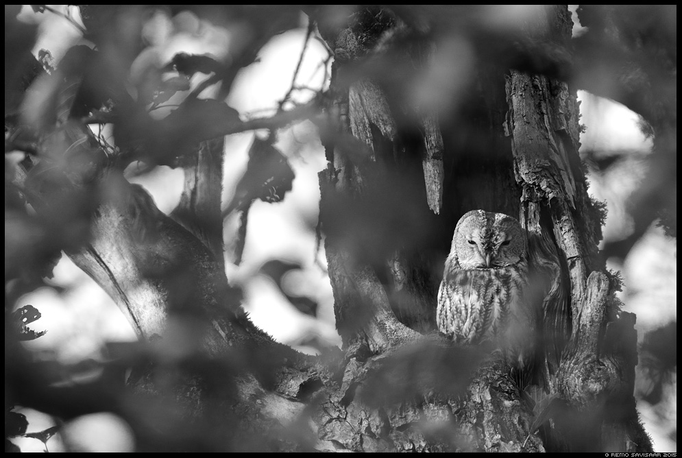Kodukakk, Tawny Owl, Strix aluco portree portrait Remo Savisaar Eesti loodus  Estonian Estonia Baltic nature wildlife photography photo blog loodusfotod loodusfoto looduspilt looduspildid 