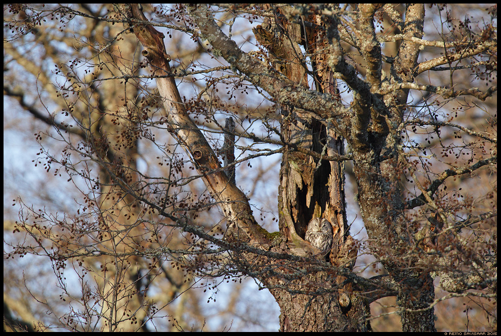 Tawny Owl, Strix aluco Remo Savisaar Eesti loodus  Estonian Estonia Baltic nature wildlife photography photo blog loodusfotod loodusfoto looduspilt looduspildid 