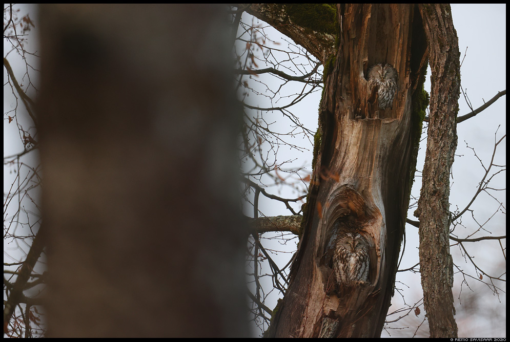 Kodukakk, Tawny Owl, Strix aluco Remo Savisaar Eesti loodus  Estonian Estonia Baltic nature wildlife photography photo blog loodusfotod loodusfoto looduspilt looduspildid 