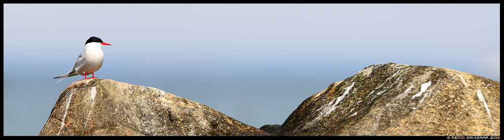 Randtiir, Arctic Tern, Sterna paradisaea