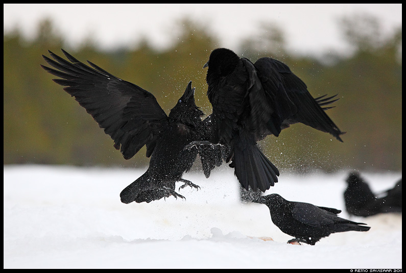 Ronk, Raven, Corvus corax