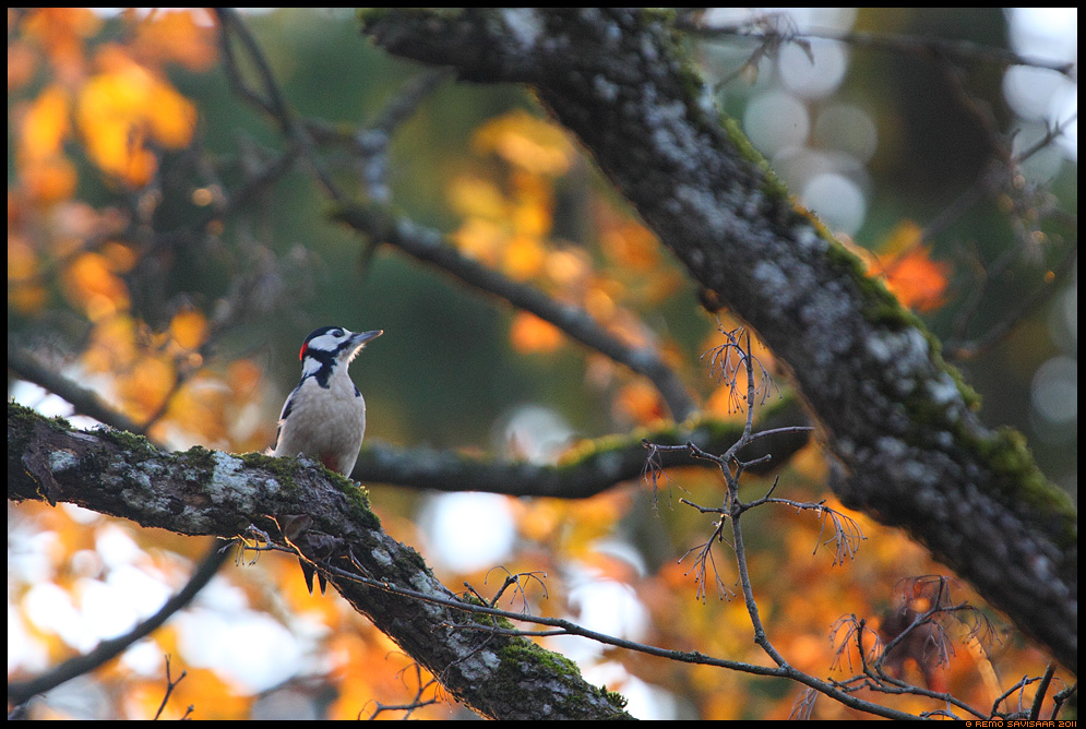 Suur-kirjurähn, Great Spotted Woodpecker, Dendrocopos Major 
