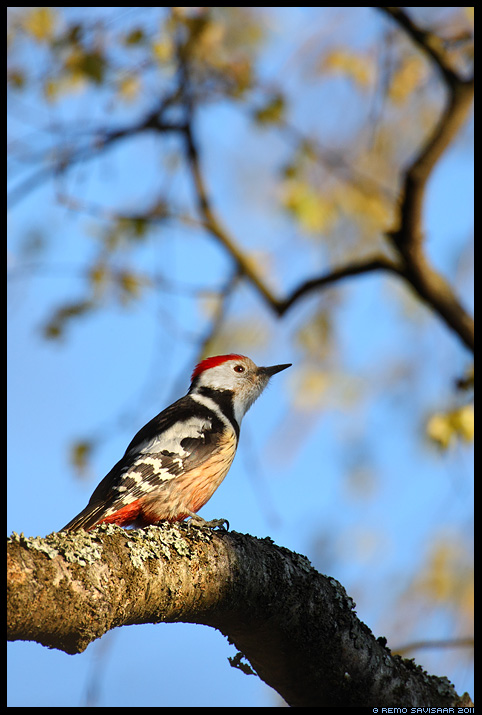 Tamme-kirjurähn, Middle Spotted Woodpecker, Dendrocopos medius