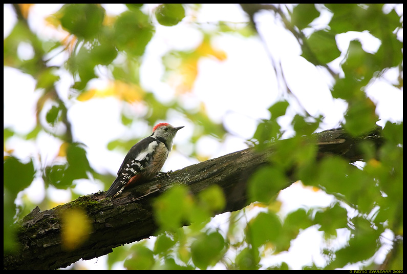 Tamme-kirjurähn, Middle Spotted Woodpecker, Dendrocopos medius