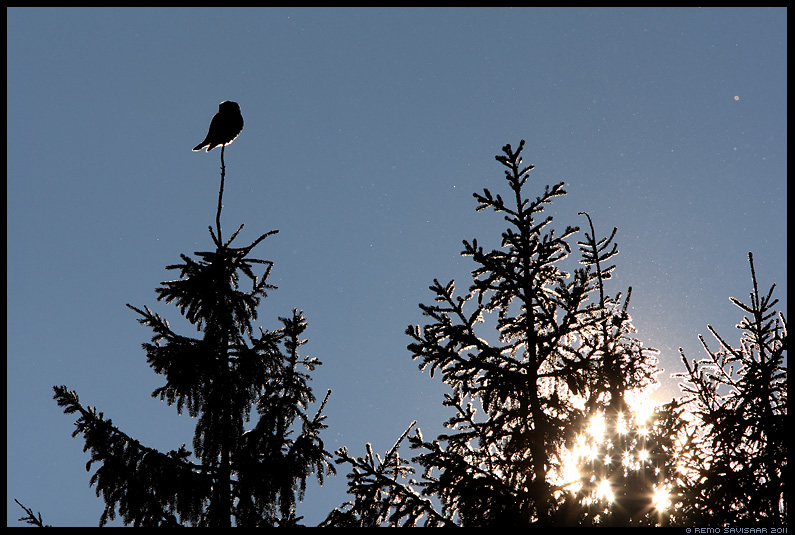 Vöötkakk, Hawk Owl, Surnia ulula, talikülaline Alutaguse rahvuspark, Alutaguse National Park 