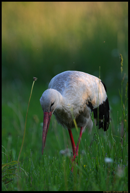Valge-toonekurg, White Stork, Ciconia ciconia,Saagijahil, Hunting