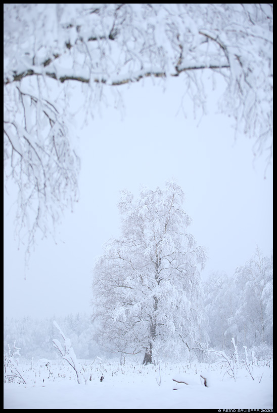 kask birch kasepuu talvine lumine snowy Remo Savisaar Eesti loodus  Estonian Estonia Baltic nature wildlife photography photo blog loodusfotod loodusfoto looduspilt looduspildid 