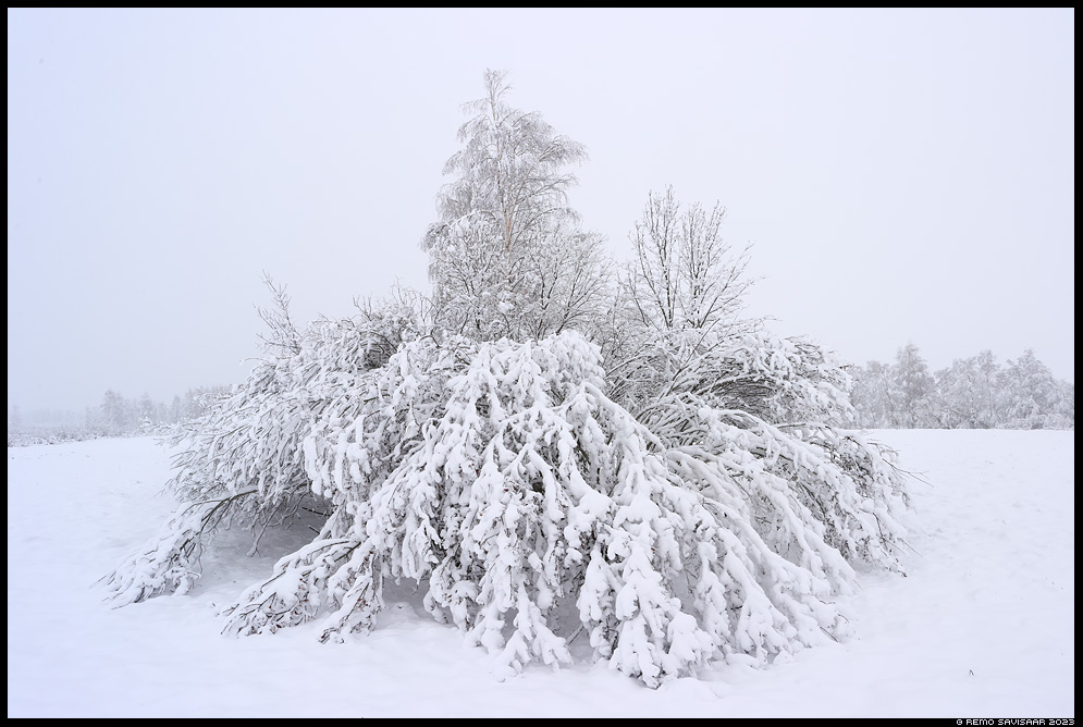 Lumerohkus, The abundance of snow Remo Savisaar Eesti loodus  Estonian Estonia Baltic nature wildlife photography photo blog loodusfotod loodusfoto looduspilt looduspildid 