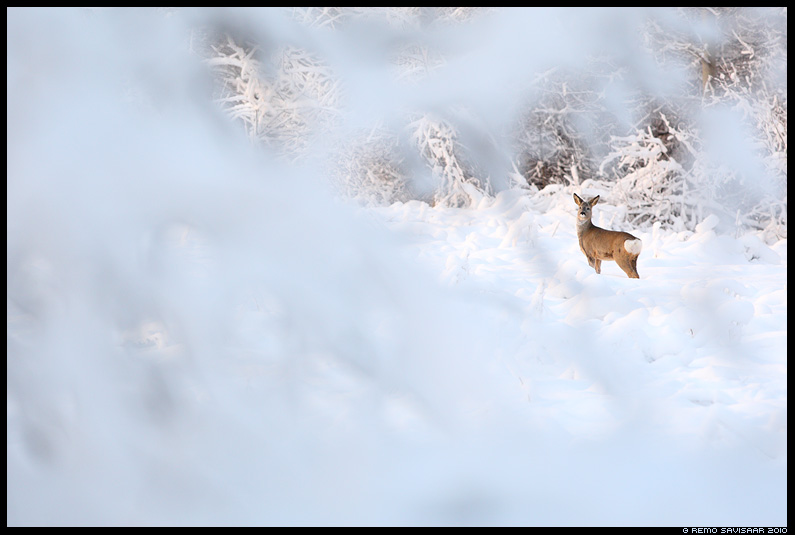Metskits, Roe deer, Capreolus capreolus, talv, lumi, winter, snow