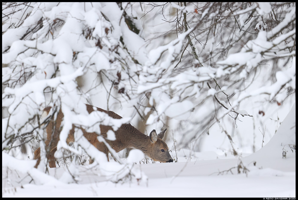 Metskits, Roe deer, Capreolus capreolus Remo Savisaar Eesti loodus  Estonian Estonia Baltic nature wildlife photography photo blog loodusfotod loodusfoto looduspilt looduspildid 