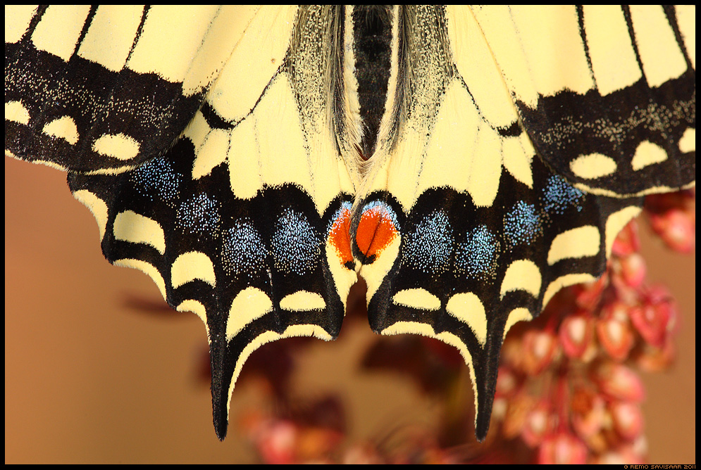 Pääsusaba, Swallowtail butterfly, Papilio machaon, liblikas