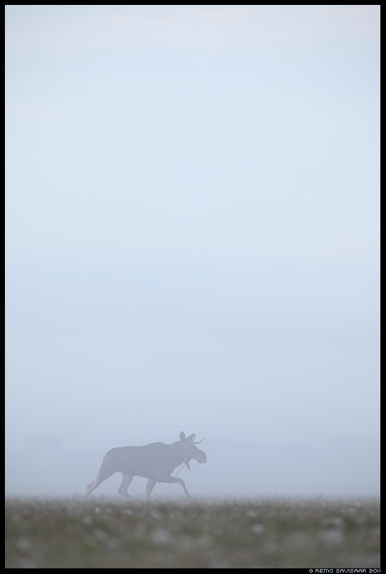 Põder, Moose, Alces alces, Hommik luhal, Morning at the floodplain meadow, sügis, sügishommik, matsalu, roostik, pilliroog, udu, udune, fog, foggy, mist, misty