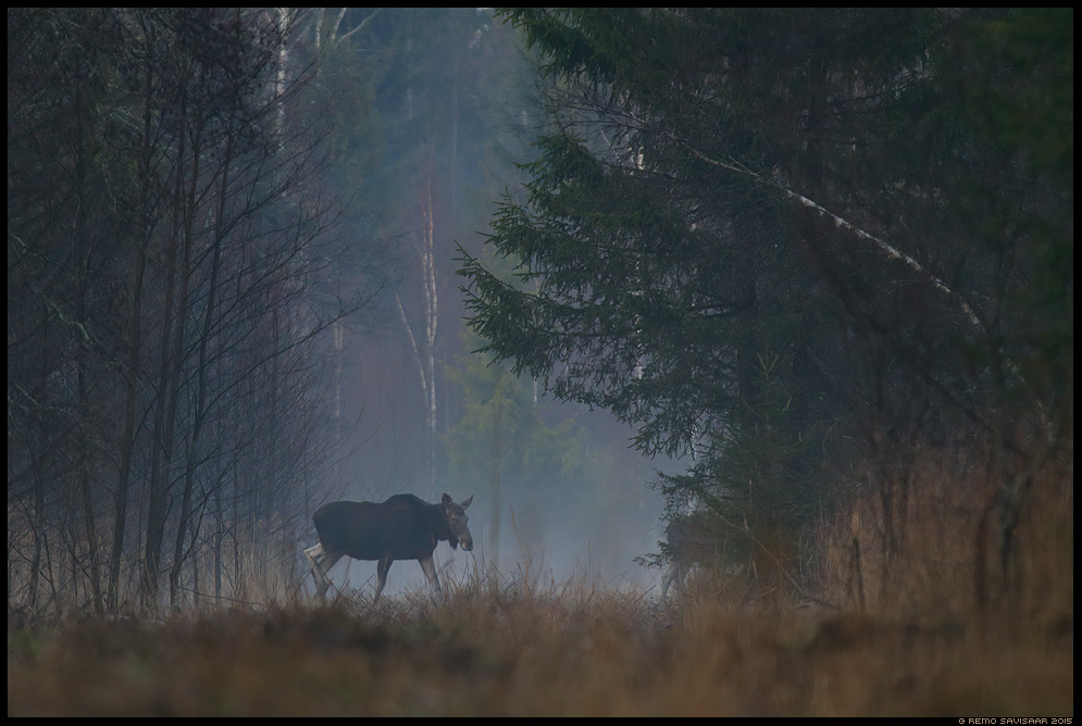 Põder, Moose, Elk, Alces alces Remo Savisaar Eesti loodus Estonian Estonia Baltic nature wildlife photography photo blog loodusfotod loodusfoto looduspilt looduspildid