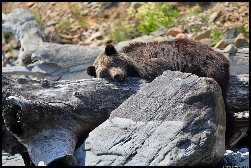 Pruunkaru, Brown Bear, Ursus arctos  Baikal lake, Siberia, Russia Remo Savisaar nature wildlife photography photo blog loodusfotod loodusfoto looduspilt looduspildid 