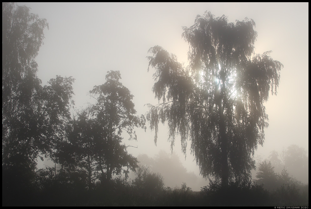 udune päikesetõus foggy sunrise puud kased kask birch trees Remo Savisaar Eesti loodus  Estonian Estonia Baltic nature wildlife photography photo blog loodusfotod loodusfoto looduspilt looduspildid 