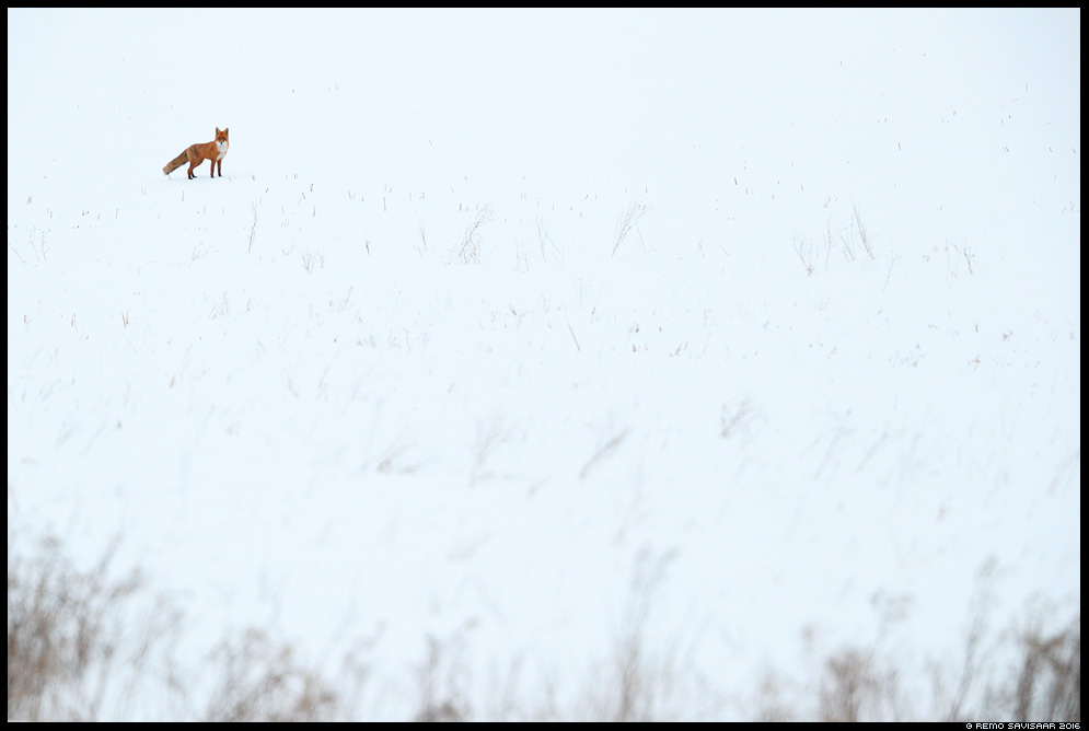 Rebane, Red Fox, Vulpes vulpes Remo Savisaar Eesti loodus  Estonian Estonia Baltic nature wildlife photography photo blog loodusfotod loodusfoto looduspilt looduspildid 