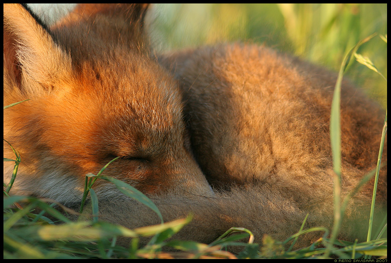 Rebane, Rebasekutsikas, Red Fox, Red fox puppy, red fox cub, Vulpes vulpes, Rebasenooruk, uni, unine, magab, sleepy