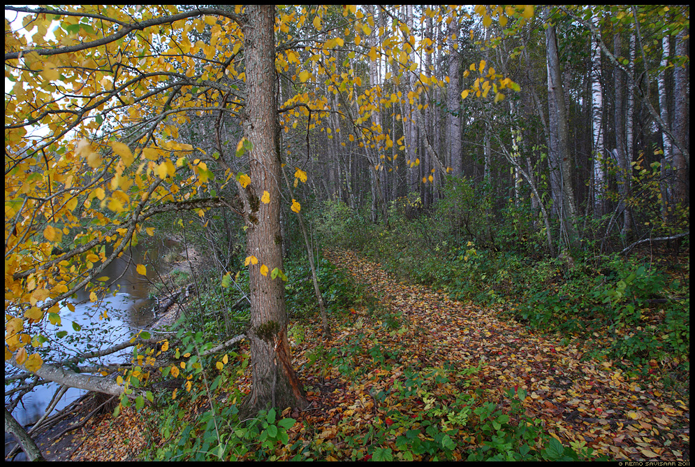 Sügisene rada, Autumn path, fall, metsas, jõgi, vesi, tee, puud