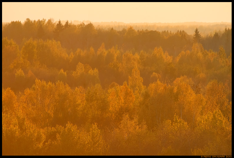 Leegitsev sügis, Flames of autumn